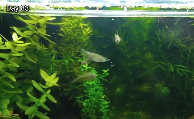 佛系養魚不是夢!神人8個月打造「自給自足生態系統」 小小魚蝦繁殖超療癒~
