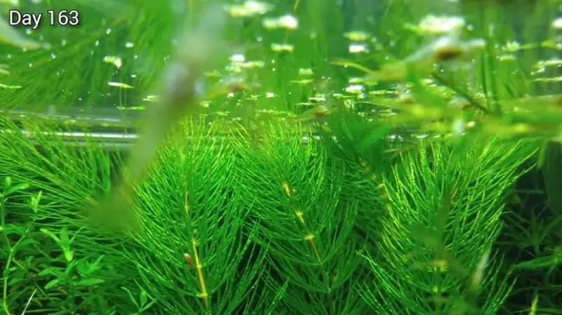 佛系養魚不是夢!神人8個月打造「自給自足生態系統」 小小魚蝦繁殖超療癒~