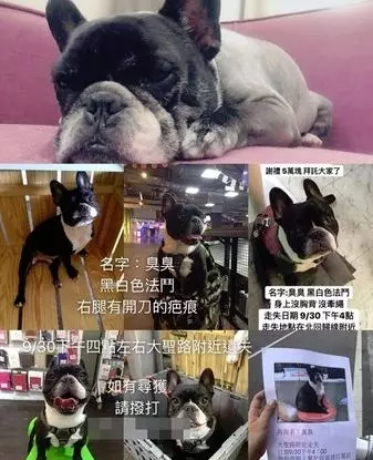 法鬥在寵物樂園失蹤!7天後「愛犬變垃圾」裝成一袋丟草堆 主人崩潰:牠身上都是蛆...