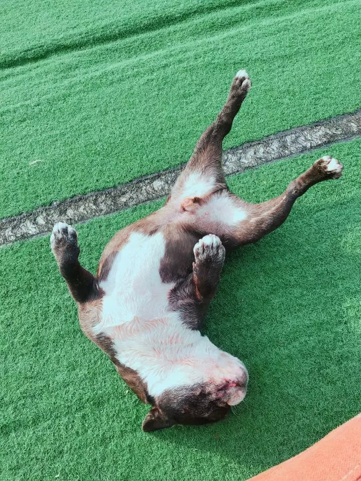 法鬥在寵物樂園失蹤!7天後「愛犬變垃圾」裝成一袋丟草堆 主人崩潰:牠身上都是蛆...