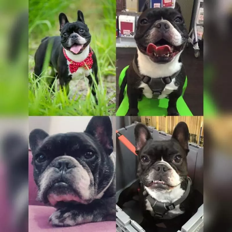 法鬥在寵物樂園失蹤!7天後「愛犬變垃圾」裝成一袋丟草堆 主人崩潰:牠身上都是蛆...