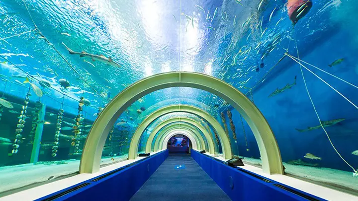 飼育員失蹤!水族館網上張貼「尋人啟事」求助 網友:食人魚水槽發現骷髏…