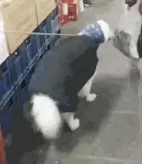 不瞞你說,這10種狗狗是真的怕冷