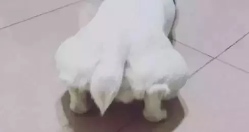 不瞞你說,這10種狗狗是真的怕冷