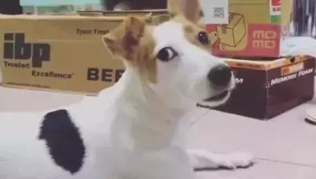 不瞞你說,這10種狗狗是真的怕冷