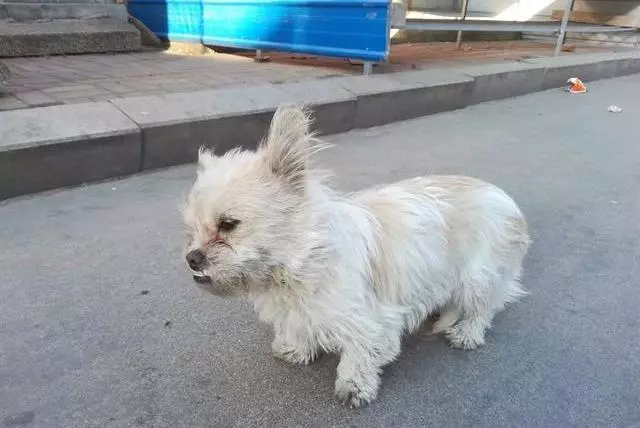 領養的狗狗也很親人,它們不比寵物店的寵物差