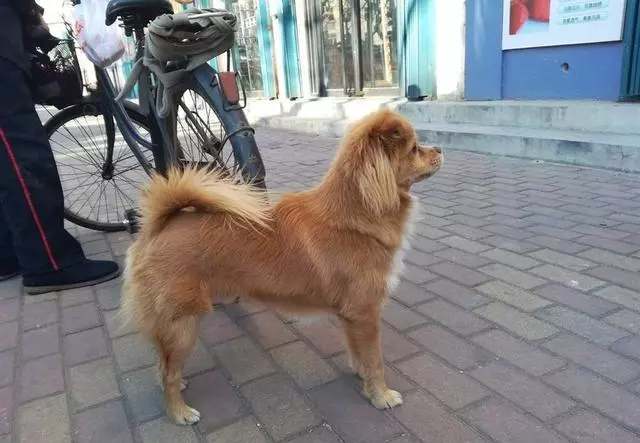 領養的狗狗也很親人,它們不比寵物店的寵物差