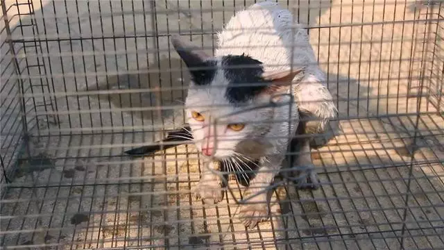 浪浪「受困橋下」渾身發抖...救援隊「橋下、水上兩路拯救」:它的生命很寶貴