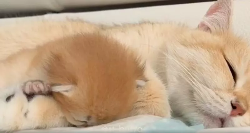 偶一點都不累!小奶喵超困卻硬撐不睡 慢動作倒下最後「臉臉著地」:撐..不..住..了zzz