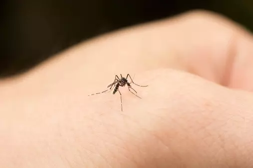 他趁蚊子吸血吸超爽時拿剪刀靠近,神手一剪後出現的「超狂畫面」讓40萬網友High爆了!