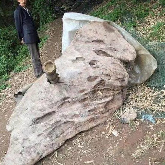 撿回「翅膀」形狀的一塊枯木,鋸開後全都懵圈了,驢友開價100萬!