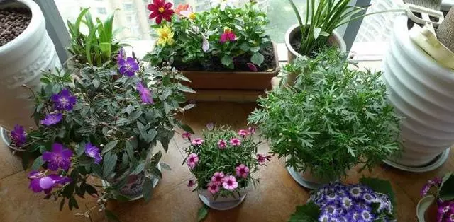 養盆「艾草」在家裡,自帶清香除異味,還能安神助睡眠!