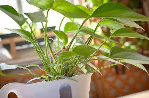 養盆「艾草」在家裡,自帶清香除異味,還能安神助睡眠!