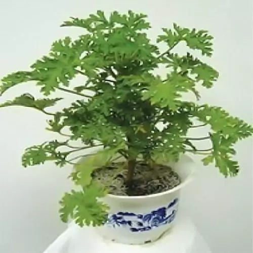 養盆「艾草」在家裡,自帶清香除異味,還能安神助睡眠!