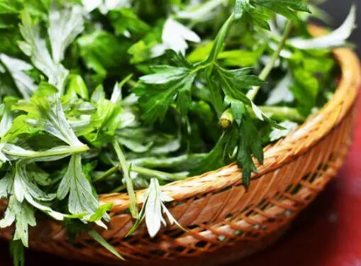 養盆「艾草」在家裡,自帶清香除異味,還能安神助睡眠!