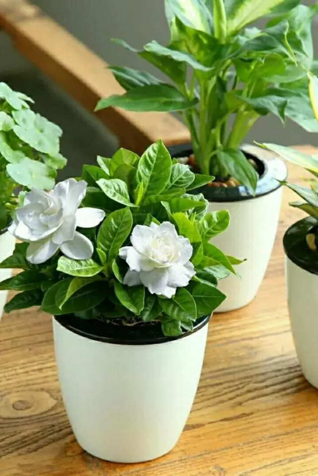 養盆「艾草」在家裡,自帶清香除異味,還能安神助睡眠!