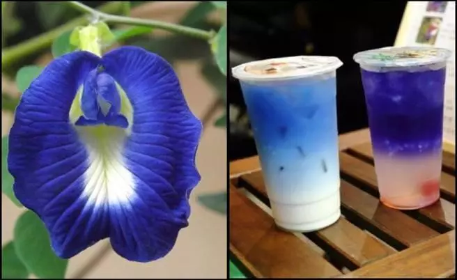 蝶豆花雖然很多功效,但這4類人不能喝哦