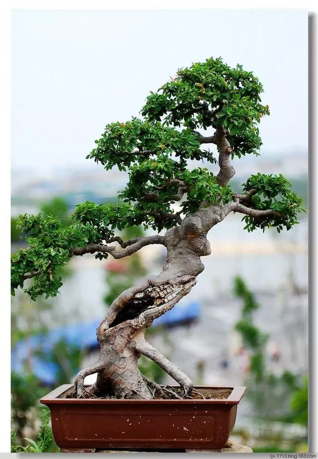 盆景價值高,全靠「提根」,這3個提根技巧,讓盆景更具觀賞性!