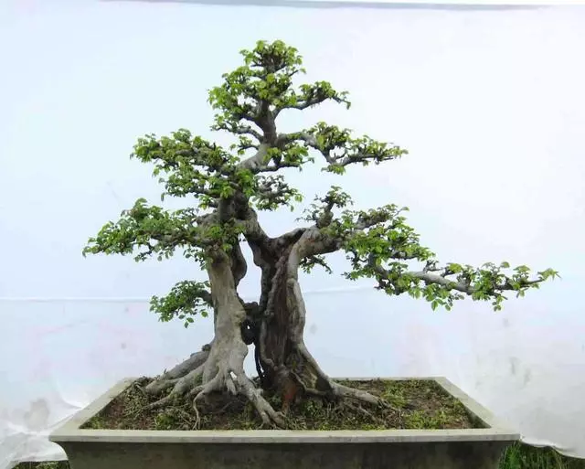 盆景價值高,全靠「提根」,這3個提根技巧,讓盆景更具觀賞性!