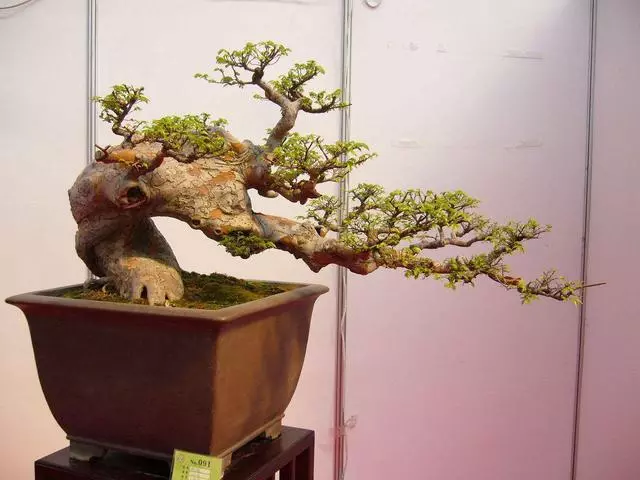 盆景價值高,全靠「提根」,這3個提根技巧,讓盆景更具觀賞性!