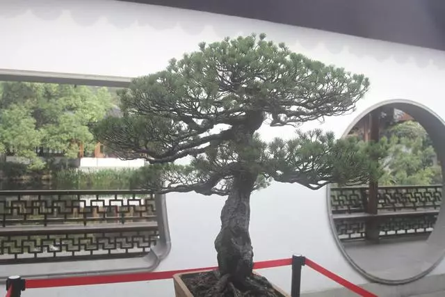 盆景價值高,全靠「提根」,這3個提根技巧,讓盆景更具觀賞性!