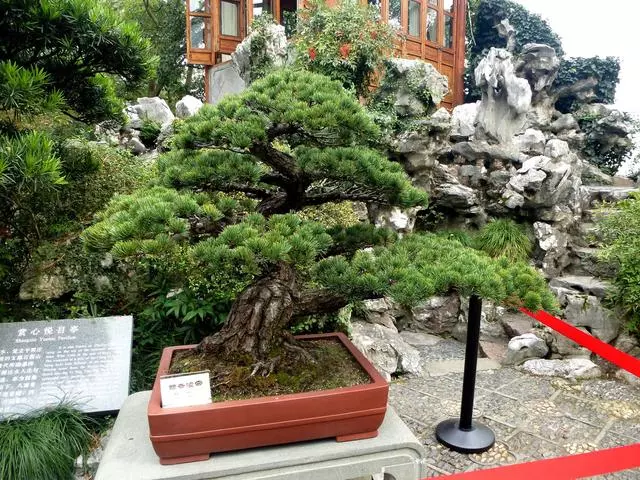 盆景價值高,全靠「提根」,這3個提根技巧,讓盆景更具觀賞性!
