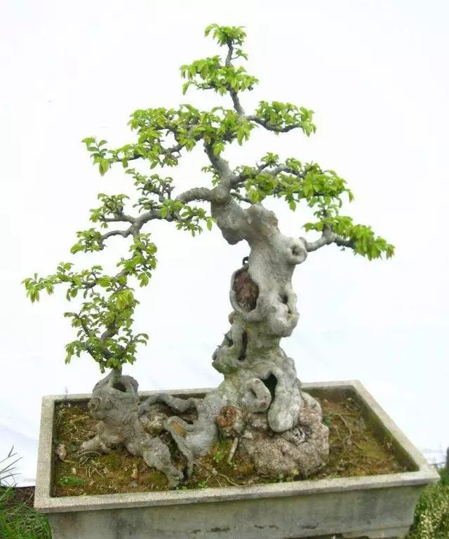 盆景價值高,全靠「提根」,這3個提根技巧,讓盆景更具觀賞性!