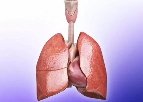 肺與大腸表裡,心與小腸表裡,人體規律太有意思,這回真看懂了!