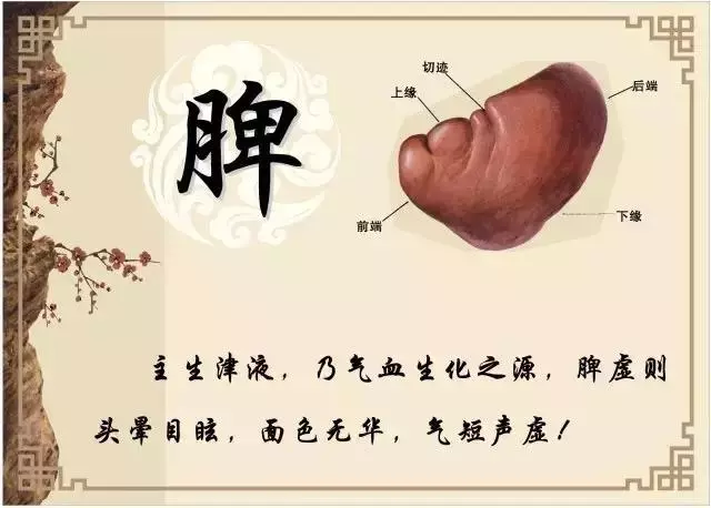 脾胃是後天之本,內傷脾胃百病生~談脾胃虛寒的危害