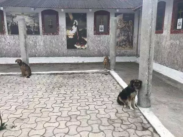 18隻狗狗沒吃沒喝被栓在教堂,鏈子短到只能站著
