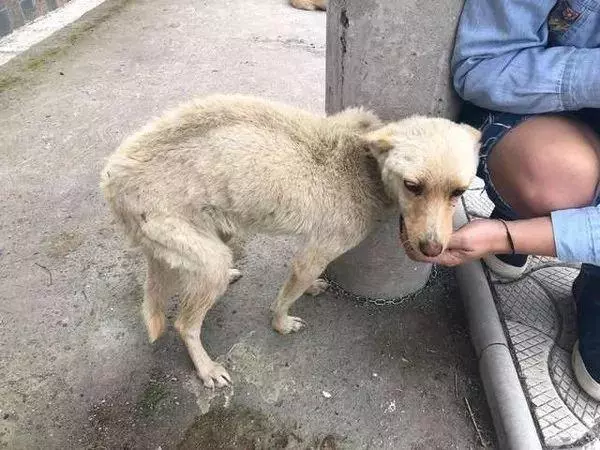18隻狗狗沒吃沒喝被栓在教堂,鏈子短到只能站著