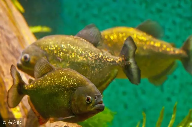 揭秘:生性兇猛的食人魚有天敵嗎?它的天敵是誰呢?