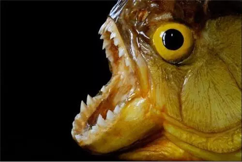 揭秘:生性兇猛的食人魚有天敵嗎?它的天敵是誰呢?