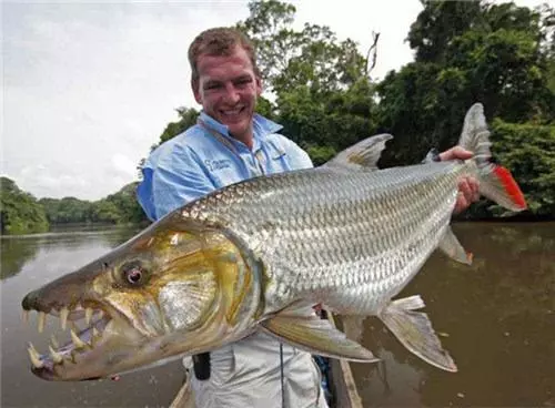 揭秘:生性兇猛的食人魚有天敵嗎?它的天敵是誰呢?