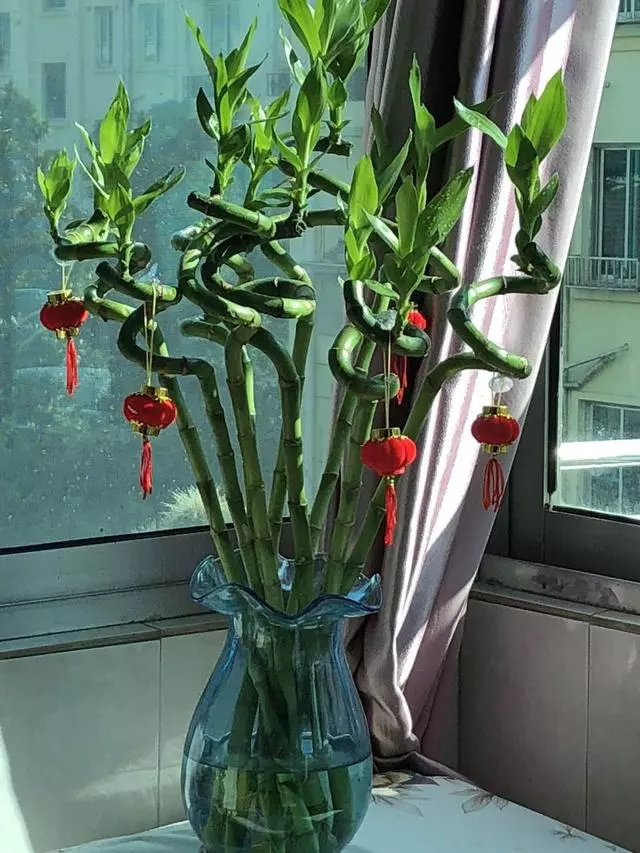 這5種花「太好養」,有水就能活,第3種還「開花」,適合新手養