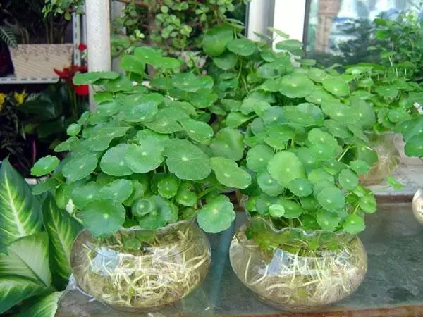 這5種花「太好養」,有水就能活,第3種還「開花」,適合新手養