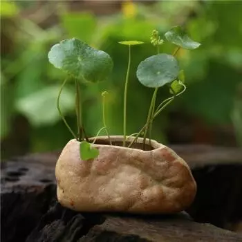 這5種花「太好養」,有水就能活,第3種還「開花」,適合新手養