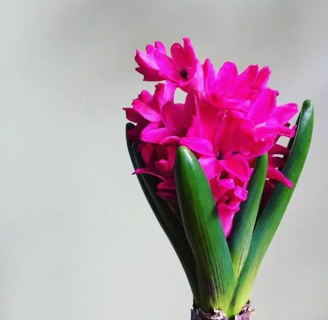 這5種花「太好養」,有水就能活,第3種還「開花」,適合新手養