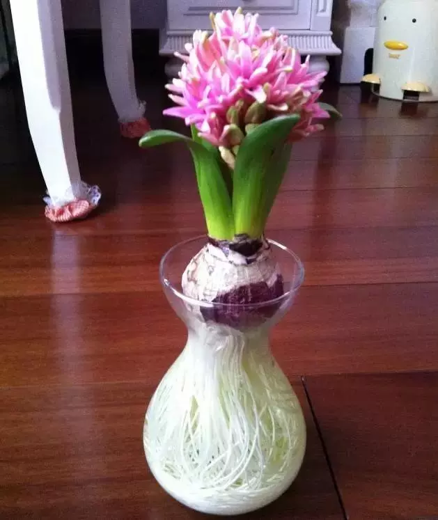 這5種花「太好養」,有水就能活,第3種還「開花」,適合新手養