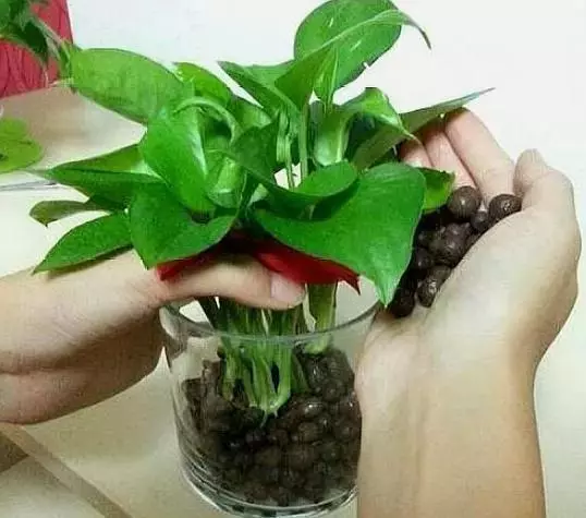 這5種花「太好養」,有水就能活,第3種還「開花」,適合新手養