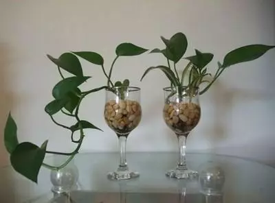 這5種花「太好養」,有水就能活,第3種還「開花」,適合新手養