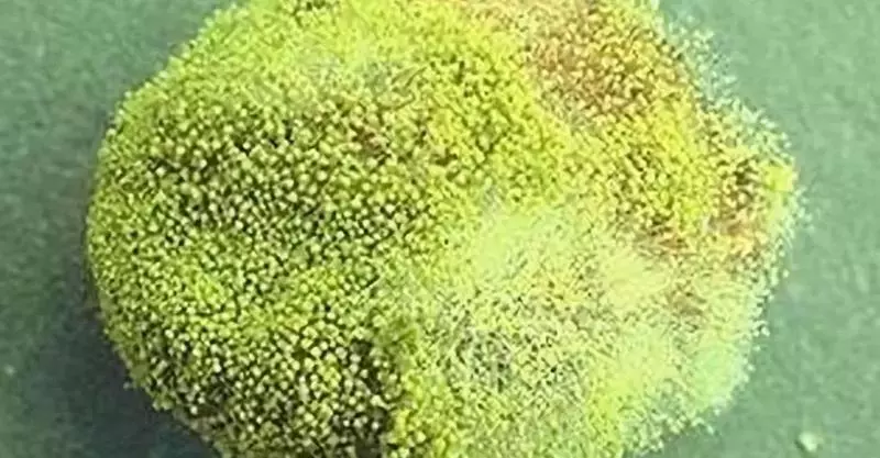它的毒性是砒霜的68倍,開水煮不死!你家廚房可能也有。