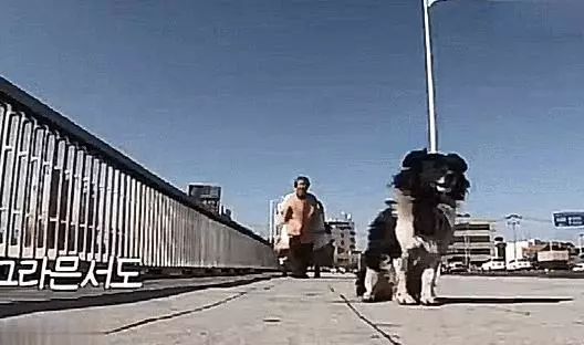 暖心!狗狗陪伴高齡老太十年,就算腿「骨折」還是走哪跟哪