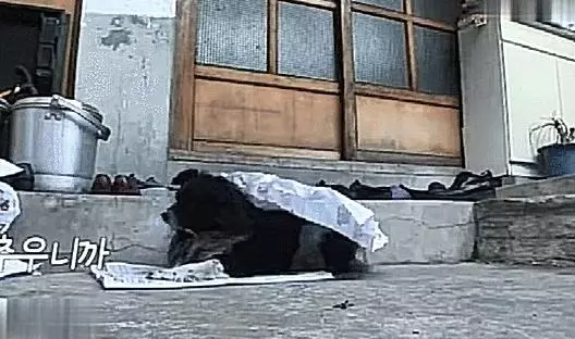 暖心!狗狗陪伴高齡老太十年,就算腿「骨折」還是走哪跟哪