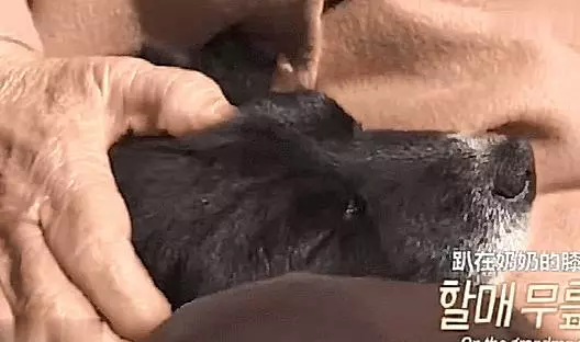 暖心!狗狗陪伴高齡老太十年,就算腿「骨折」還是走哪跟哪