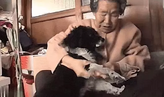 暖心!狗狗陪伴高齡老太十年,就算腿「骨折」還是走哪跟哪