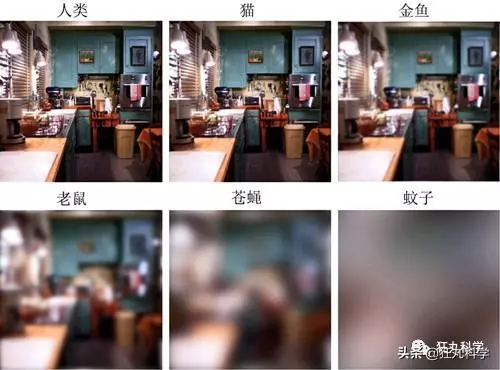 看完貓狗眼中的世界,我發覺還是當人好