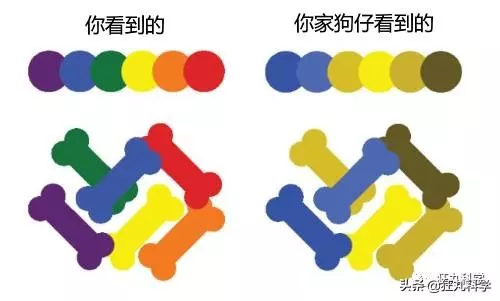 看完貓狗眼中的世界,我發覺還是當人好
