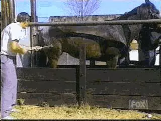 看完貓狗眼中的世界,我發覺還是當人好