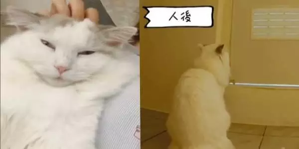 這不是雙面什麼才是雙面! 貓皇門外狂譙髒話..媽:以為廁所隔音好?